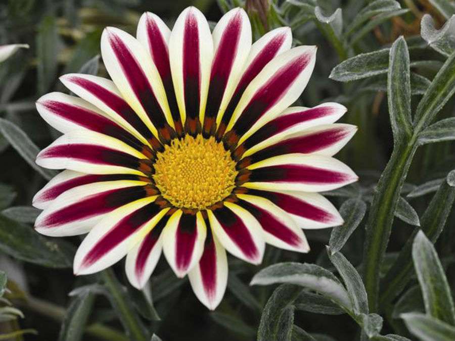 Taboola Ad Example 50649 - Топ-10 самых красивых цветов на земле